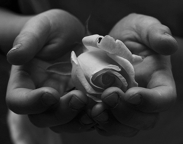 Rose in Giving hands